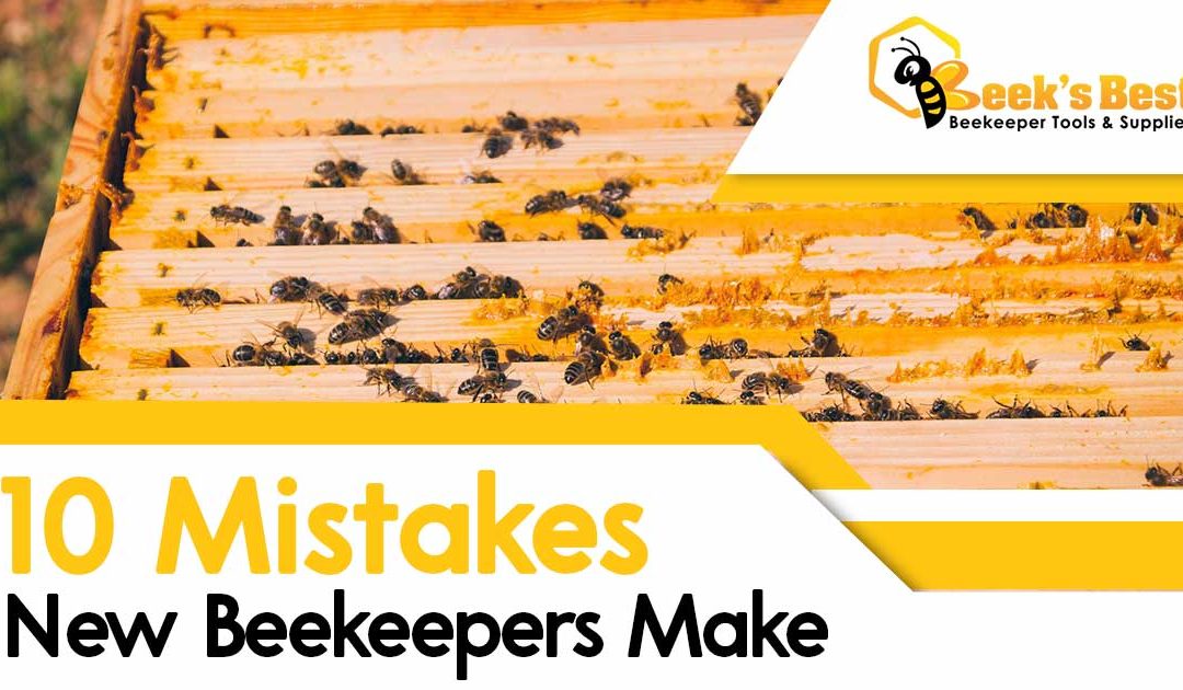 Top 10 mistakes a novice beekeeper makes - Ecocolmena