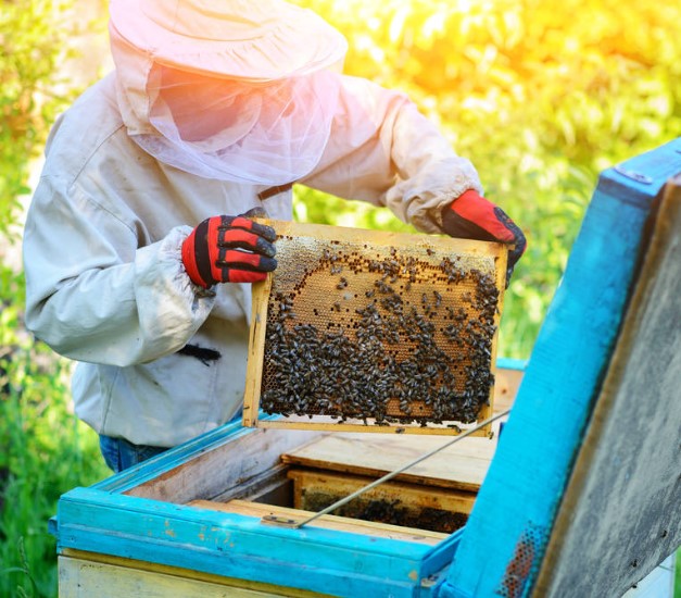 Affordable beekeeping suits