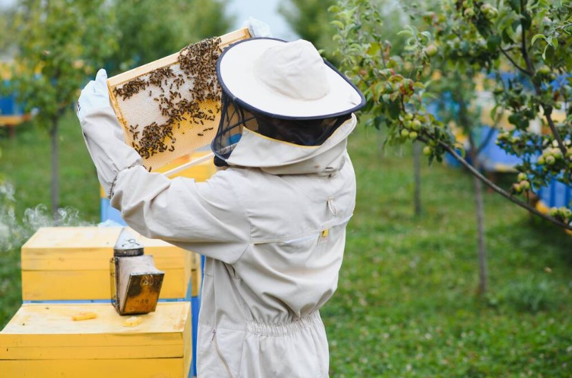 Best beekeeping suits