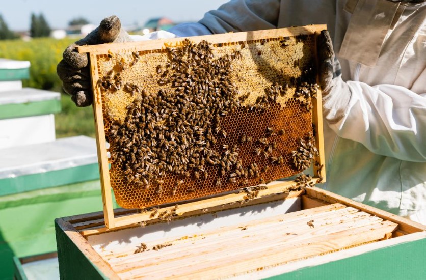 Beehive frame foundation