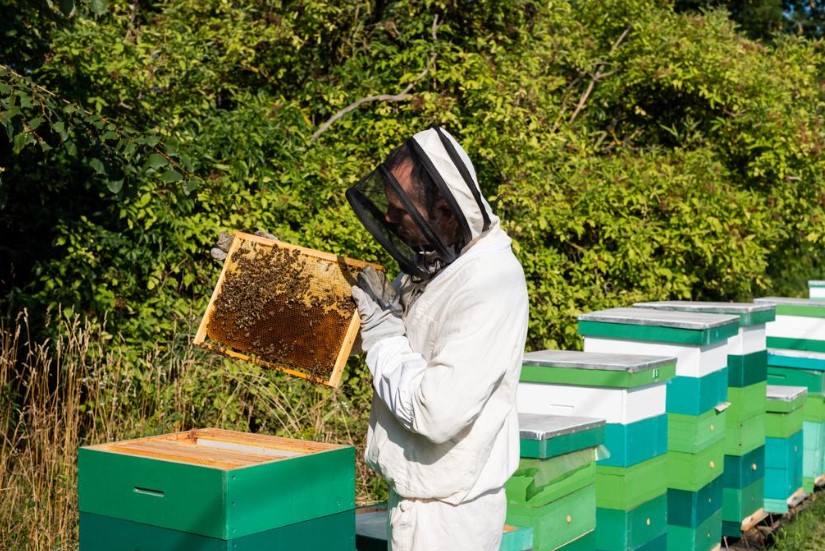 Beehive maintenance