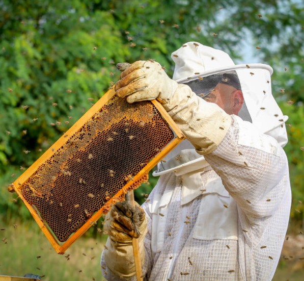 Beekeeping gear