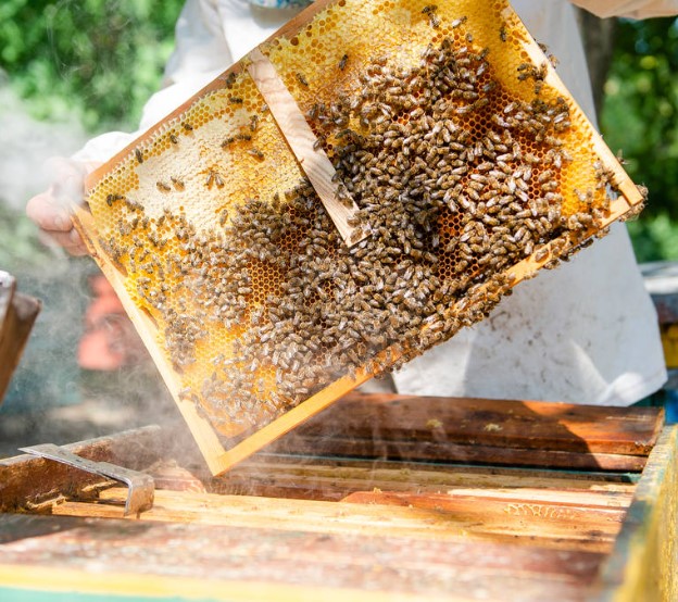 Beekeeping honey extractor