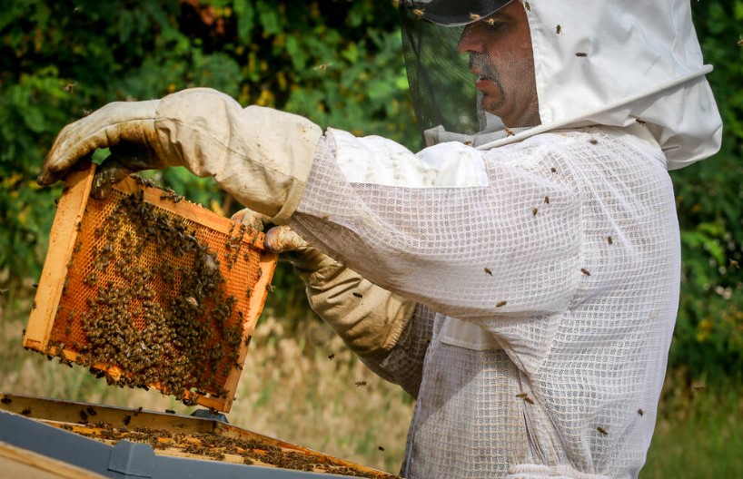 Beekeeping suit reviews