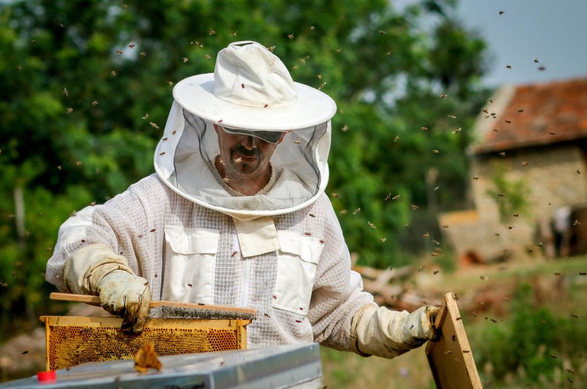 Professional beekeeping suits