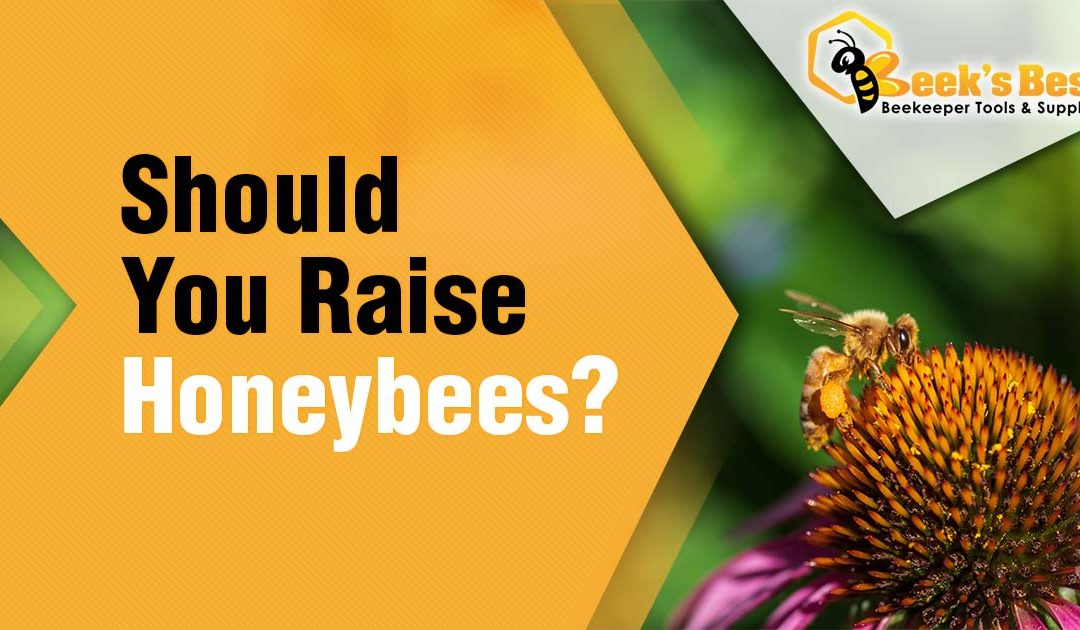 Should You Raise Honeybees?