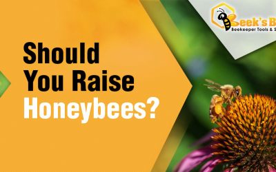 Should You Raise Honeybees?