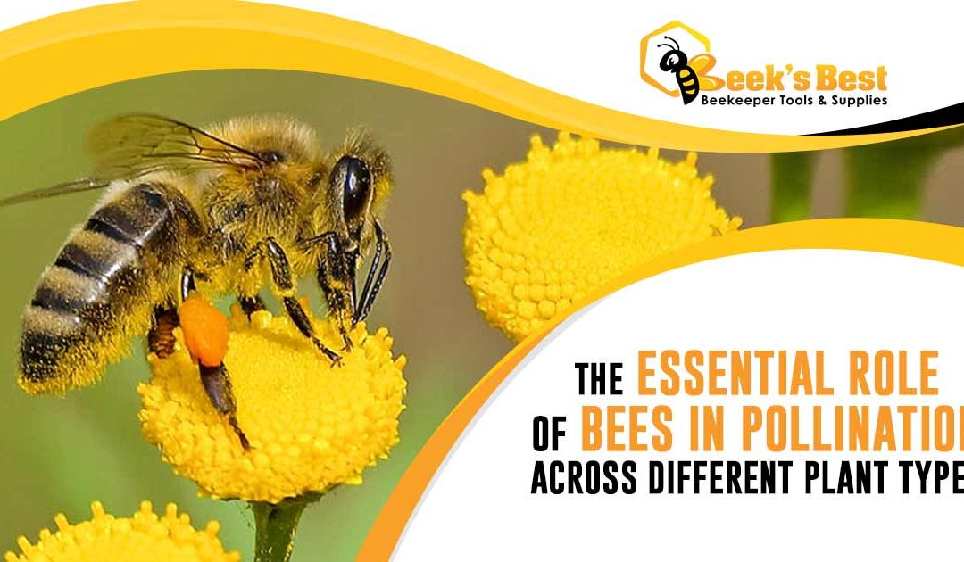 The Essential role of bees pollination