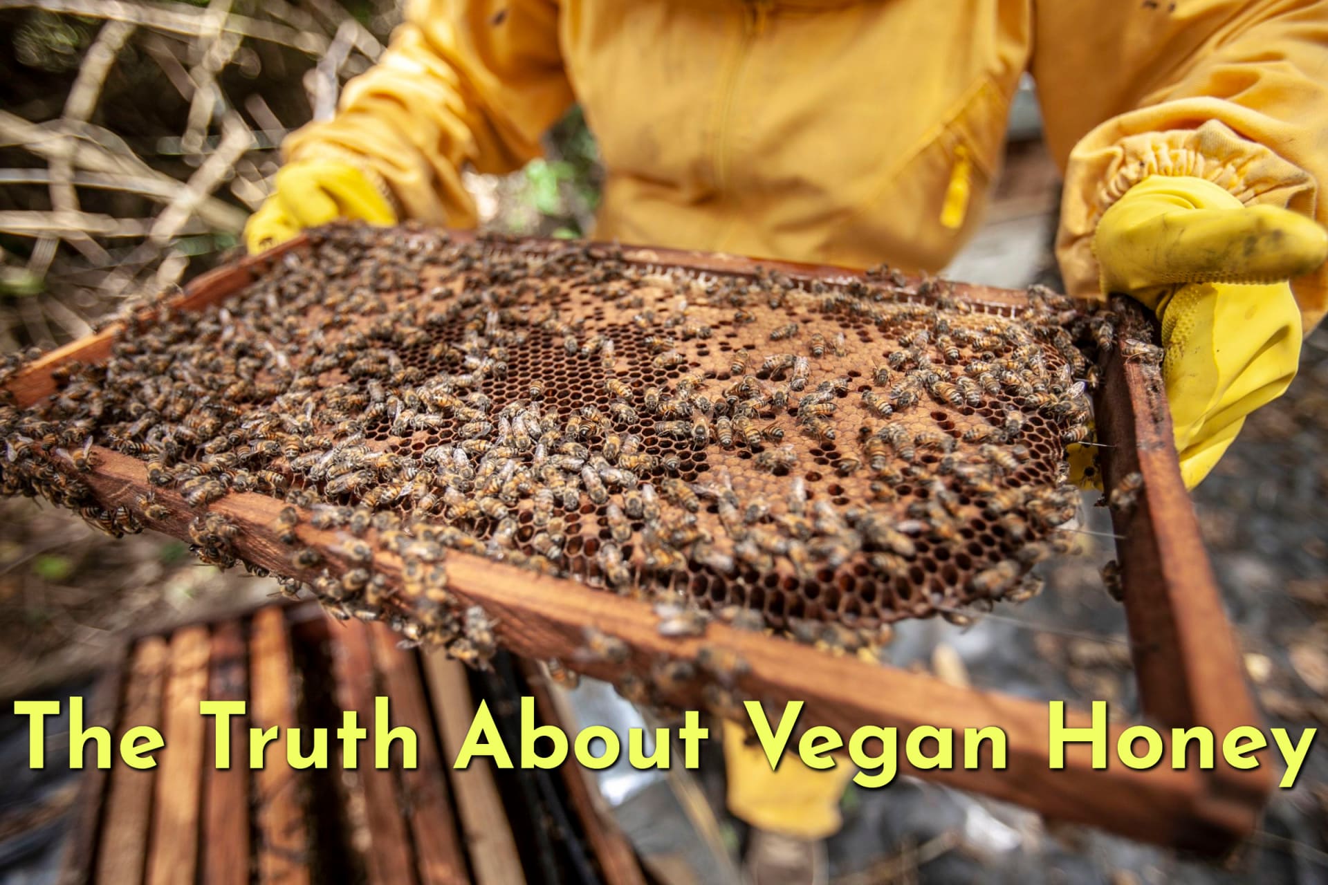 A beekeeper holding a honeycomb of vegan honey