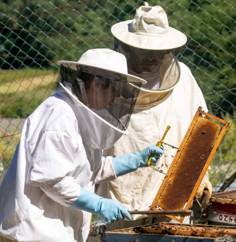 Ventilated beekeeping suits