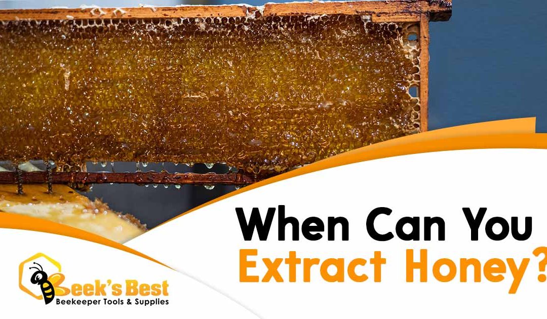When Can You Extract Honey?