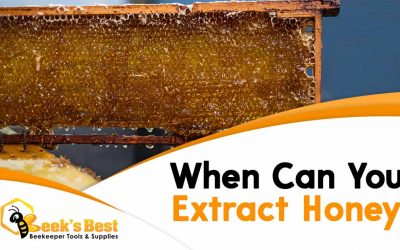 When Can You Extract Honey?